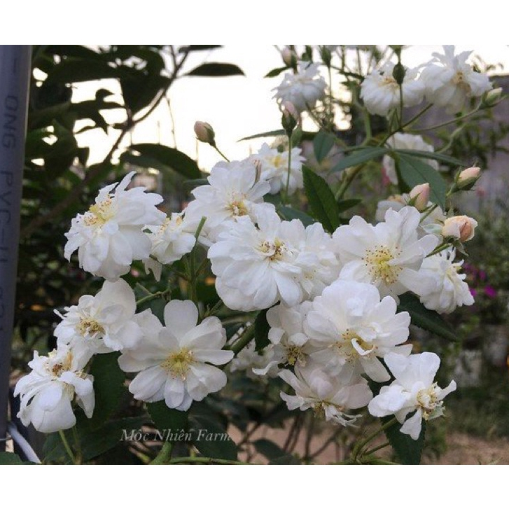 Hoa hồng leo Snow Goose rose