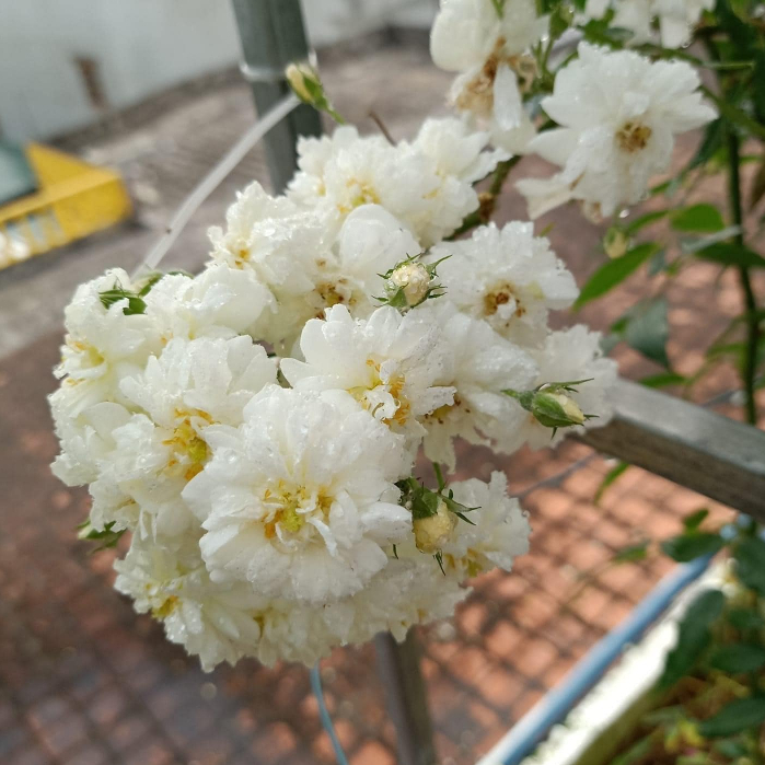 Hoa hồng leo Snow Goose rose