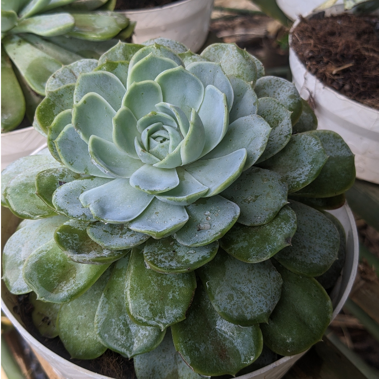 Sen đá size đại 15-16cm - Thuần khí hậu - PapoiFarm.921007