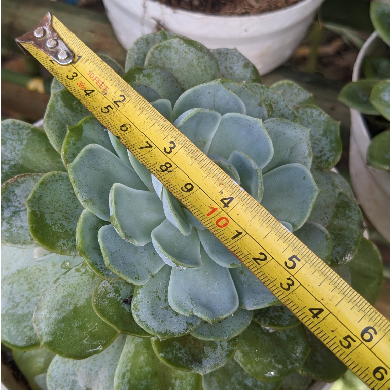 Sen đá size đại 15-16cm - Thuần khí hậu - PapoiFarm.921007