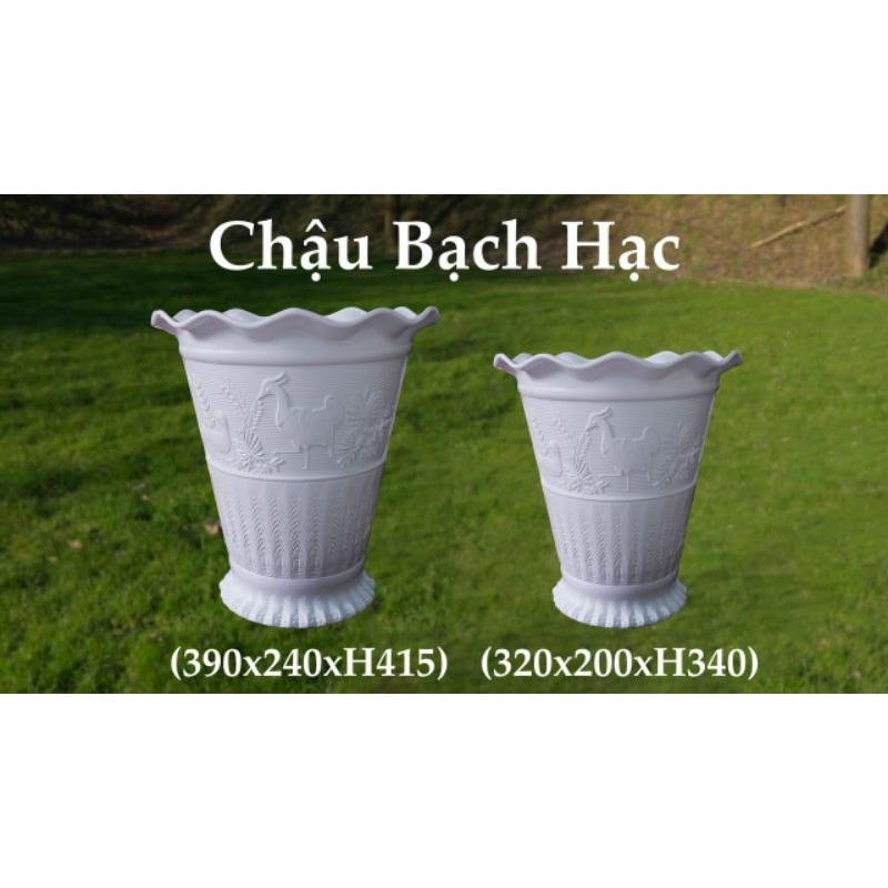 chậu bạch hạc trắng