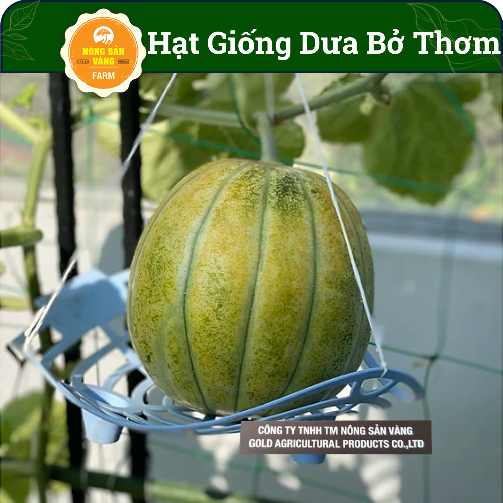 Hạt Giống Dưa Bở Thơm Quả Tròn (Gói 15 Hạt), Nảy Mầm Cao, Dưa Gang Tròn Dễ Chăm, Giàu Giá Trị Dinh Dưỡng - Nông Sản Vàng