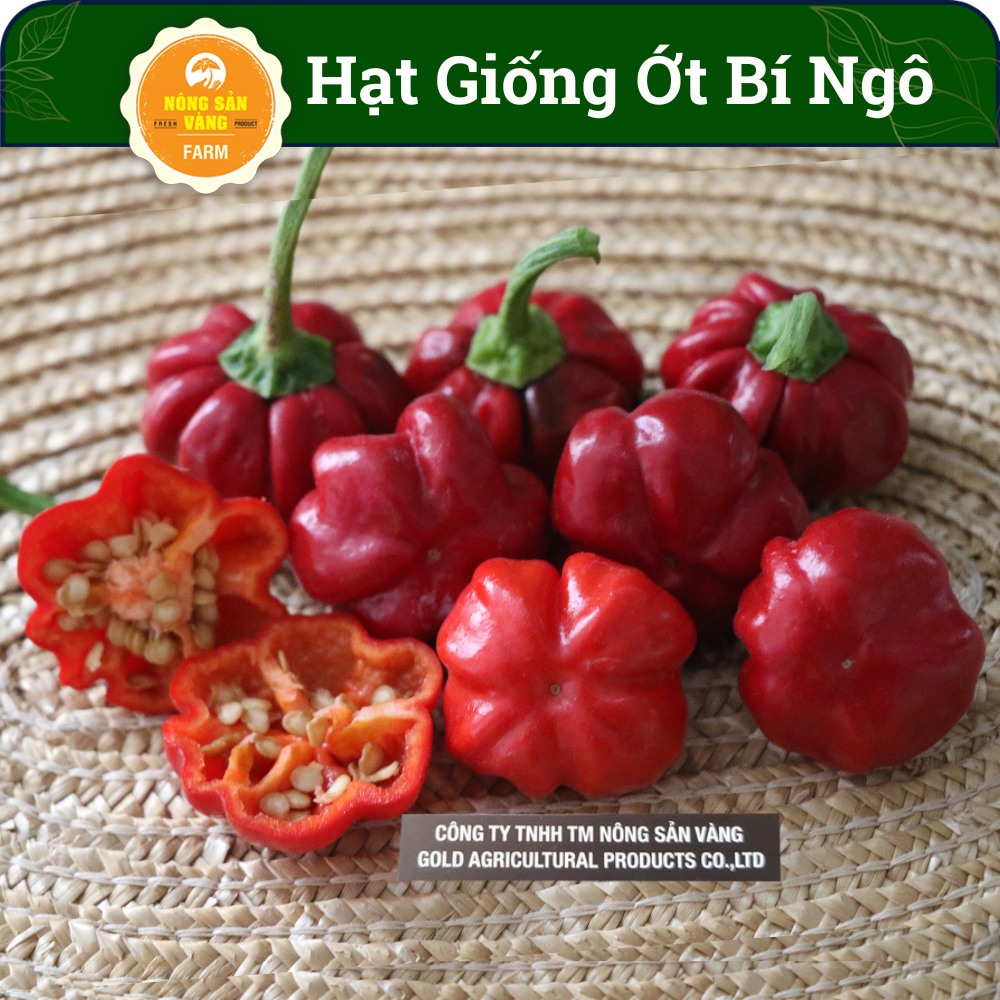 Hạt Giống Ớt Bí Ngô Pumpkin pepper (10 hạt), Cây Rất Dễ Trồng, Sai Quả, Trái Có Quanh Năm - Nông Sản Vàng