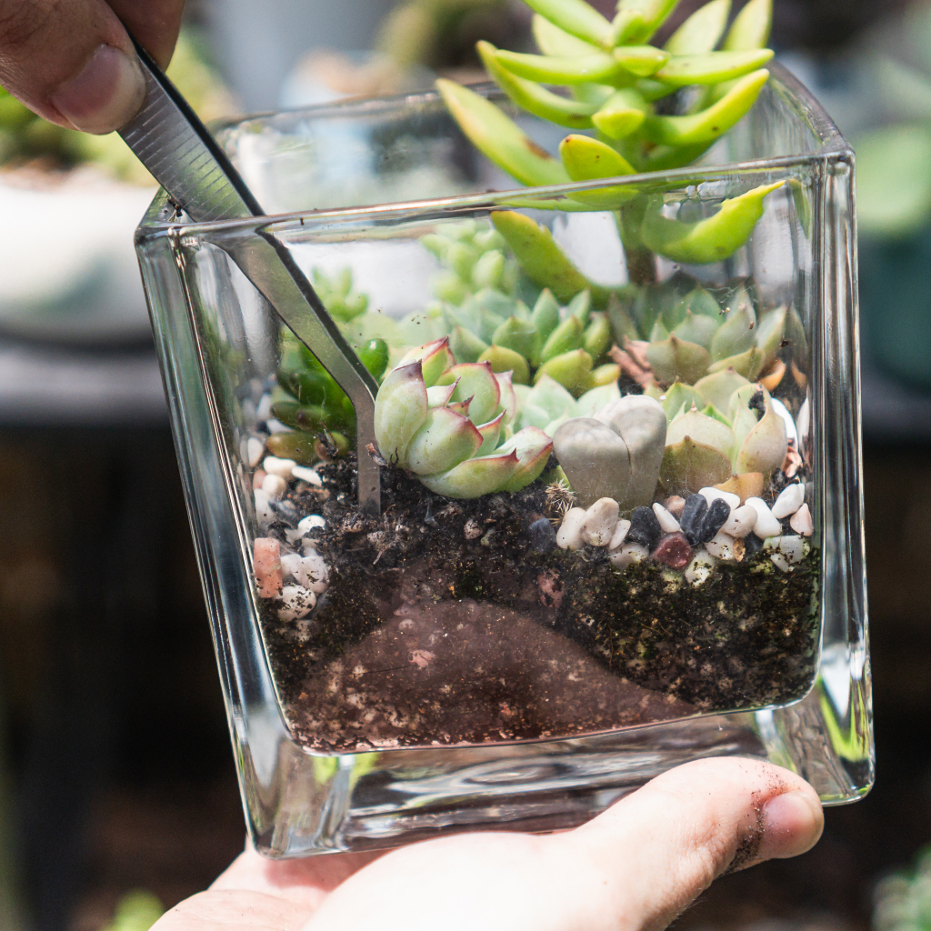 Bộ nhíp sắt trồng cây, giúp bạn trồng tiểu cảnh, terrarium, bonsai dễ dàng | Joy Garden