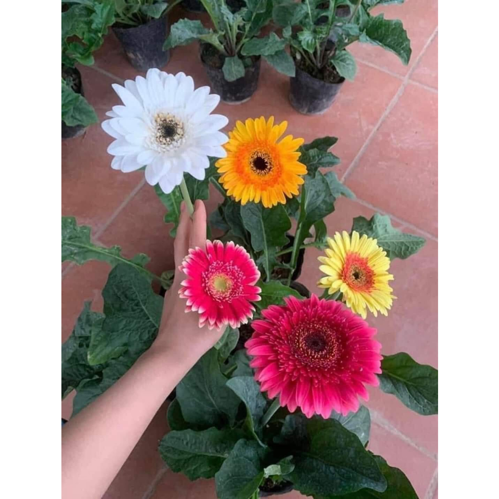 Hoa Đồng Tiền Cao bịch đen đã có nụ và đang ra hoa | Trang trí sân vườn, ban công, thu hút ánh nhìn .