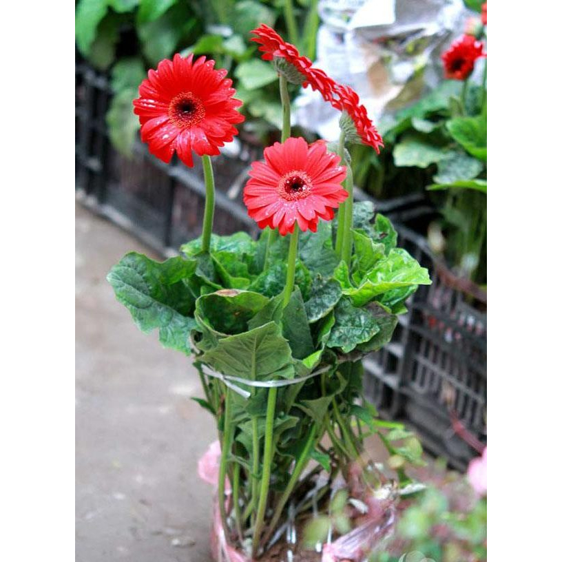 Hoa Đồng Tiền Cao bịch đen đã có nụ và đang ra hoa | Trang trí sân vườn, ban công, thu hút ánh nhìn .