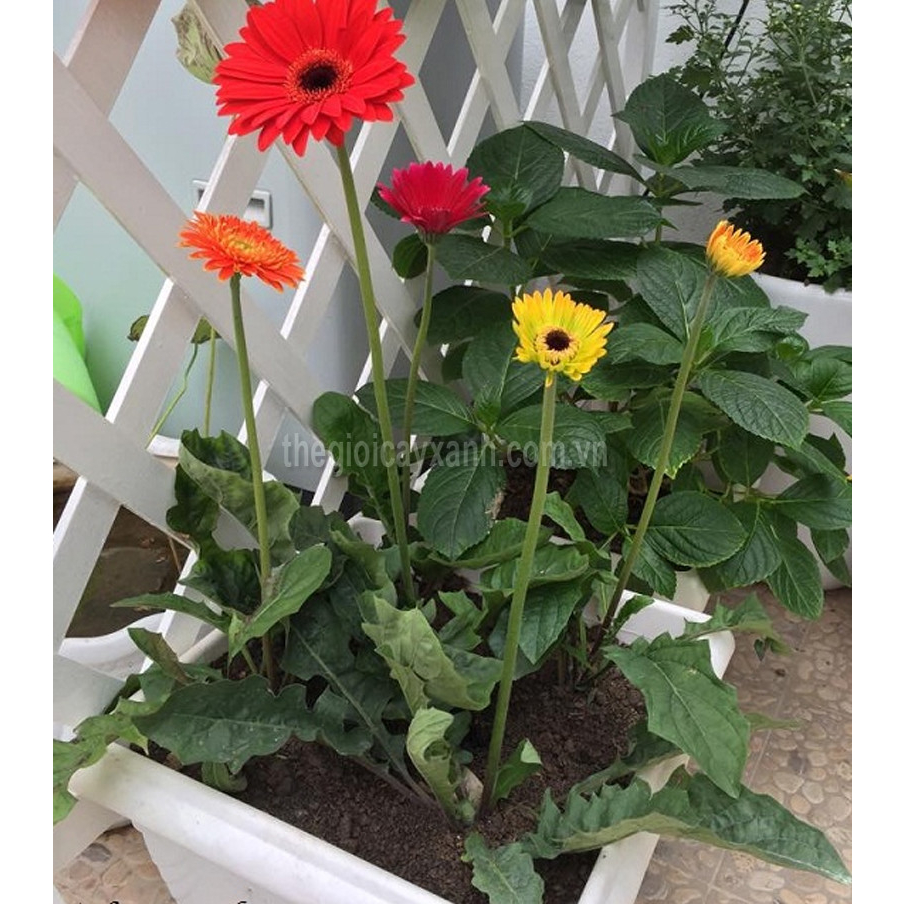 Hoa Đồng Tiền Cao bịch đen đã có nụ và đang ra hoa | Trang trí sân vườn, ban công, thu hút ánh nhìn .