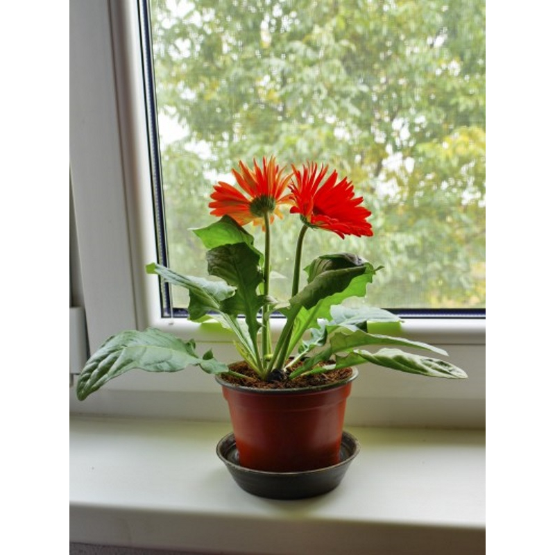 Hoa Đồng Tiền Cao bịch đen đã có nụ và đang ra hoa | Trang trí sân vườn, ban công, thu hút ánh nhìn .