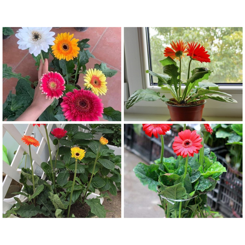 Hoa Đồng Tiền Cao bịch đen đã có nụ và đang ra hoa | Trang trí sân vườn, ban công, thu hút ánh nhìn .