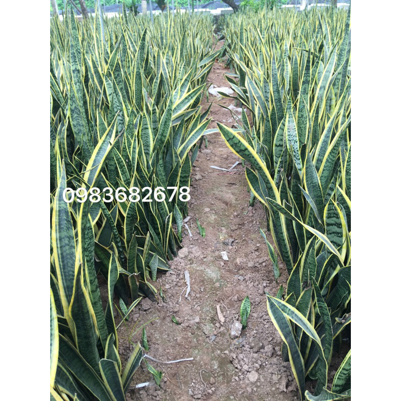 Cây lưỡi hổ vàng