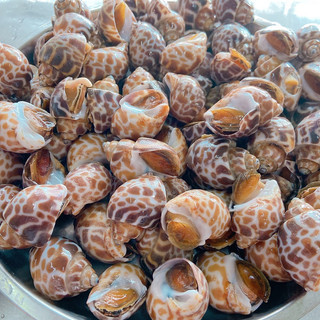 Hoả tốc - 1kg ốc hương quế indo