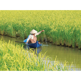 Chế phẩm vi sinh SUMITRI chuyên dùng cho canh tác lúa tôm