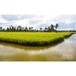 Chế phẩm vi sinh SUMITRI chuyên dùng cho canh tác lúa tôm