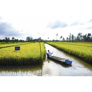 Chế phẩm vi sinh SUMITRI chuyên dùng cho canh tác lúa tôm