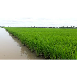 Chế phẩm vi sinh SUMITRI chuyên dùng cho canh tác lúa tôm