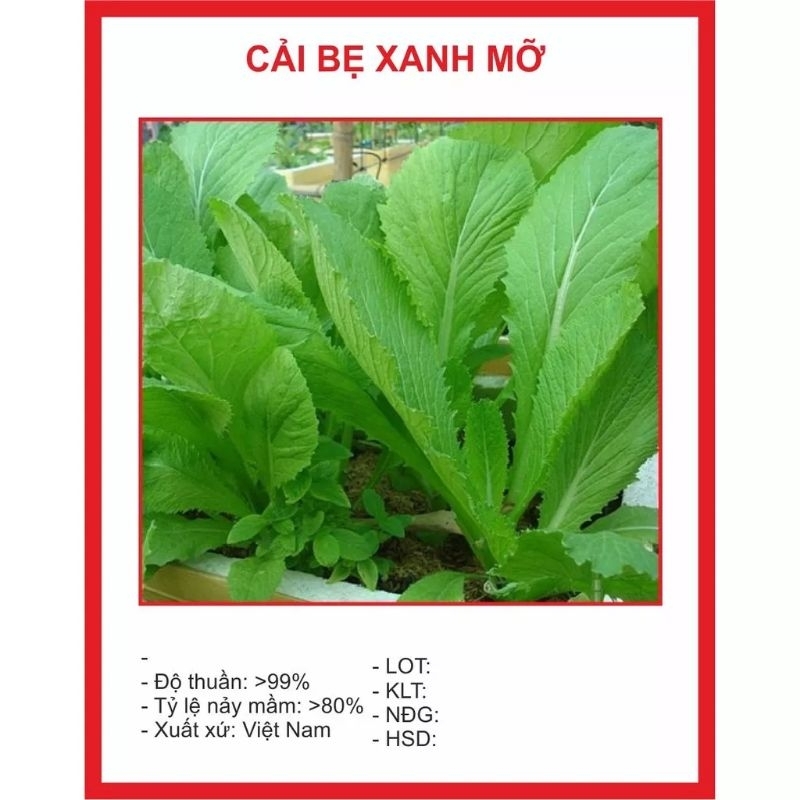 HẠT GIỐNG CẢI BẸ XANH MỠ 20GR
