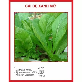 Hạt giống cải bẹ xanh mỡ 20gr