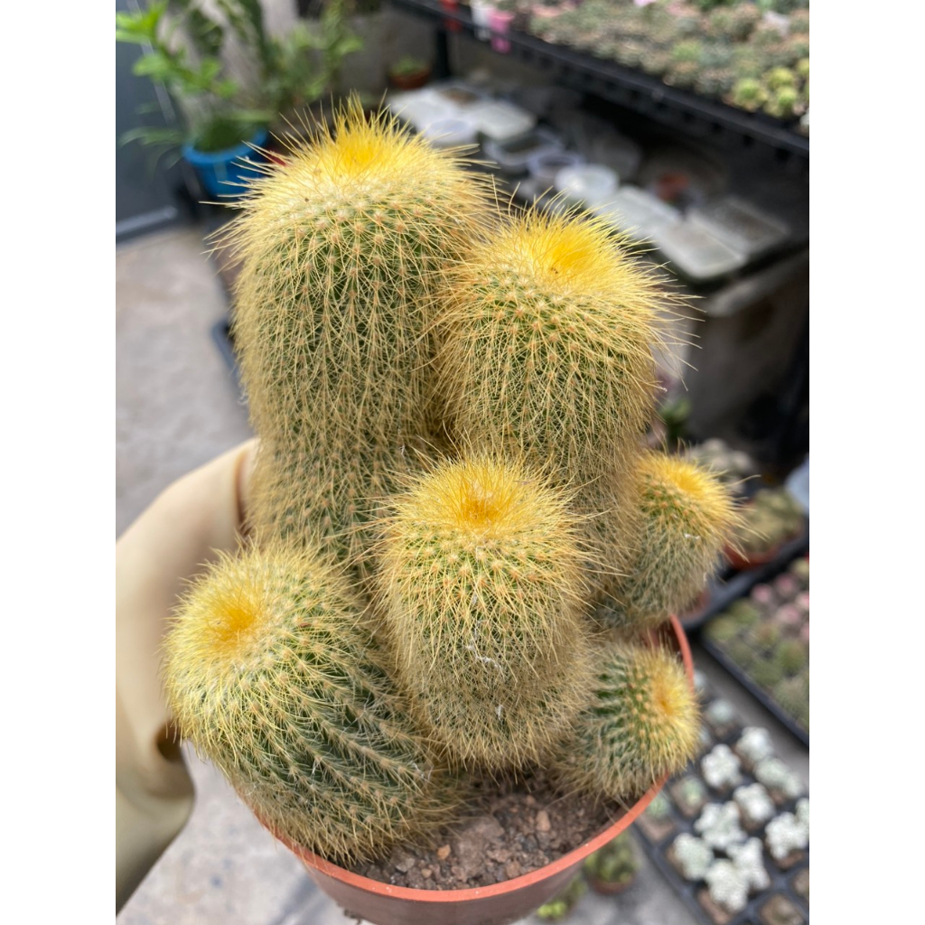 Xương rồng Len vàng size to dạng chùm rất đẹp, size chậu 12cm.
