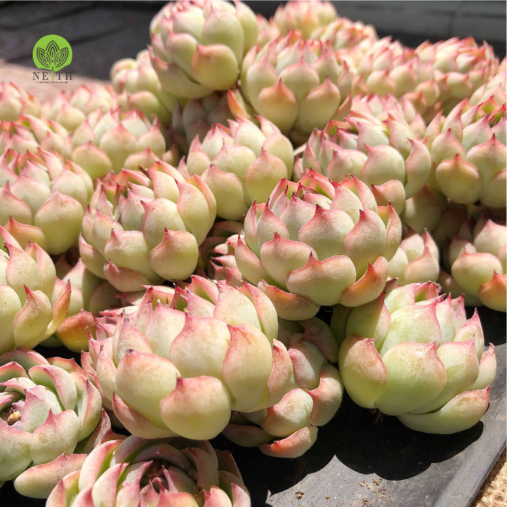 Sen đá Trứng Cút