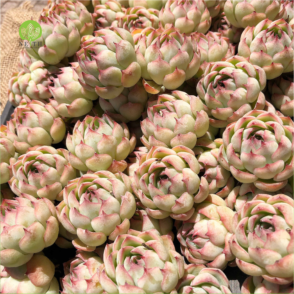 Sen đá Trứng Cút