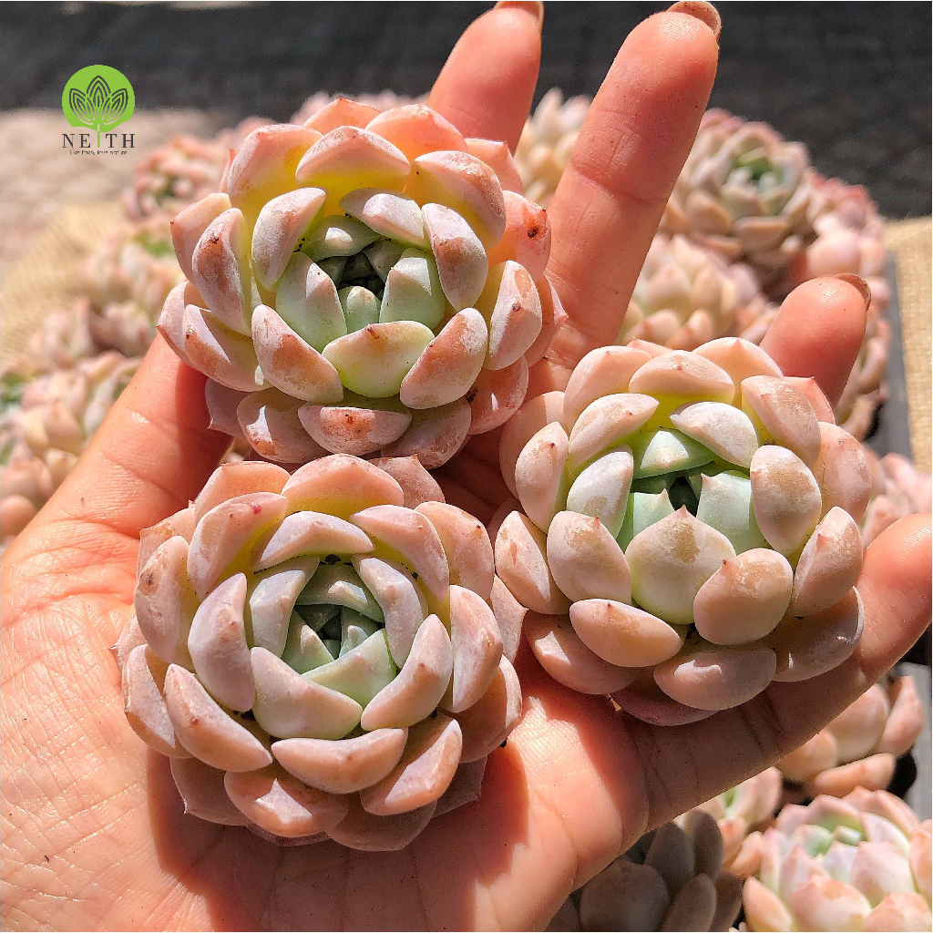 Sen đá Monroe mới