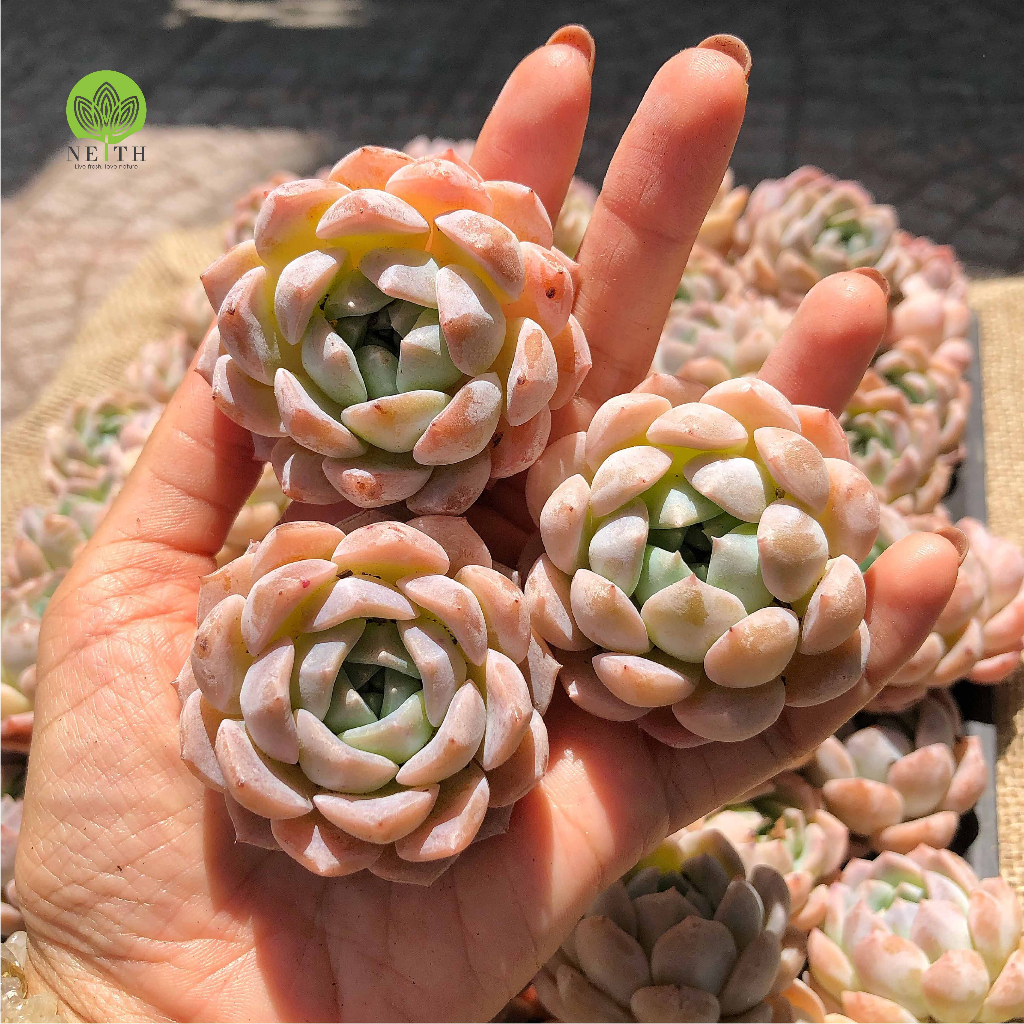 Sen đá Monroe mới