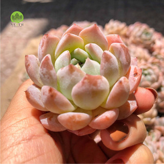 Sen đá Monroe mới