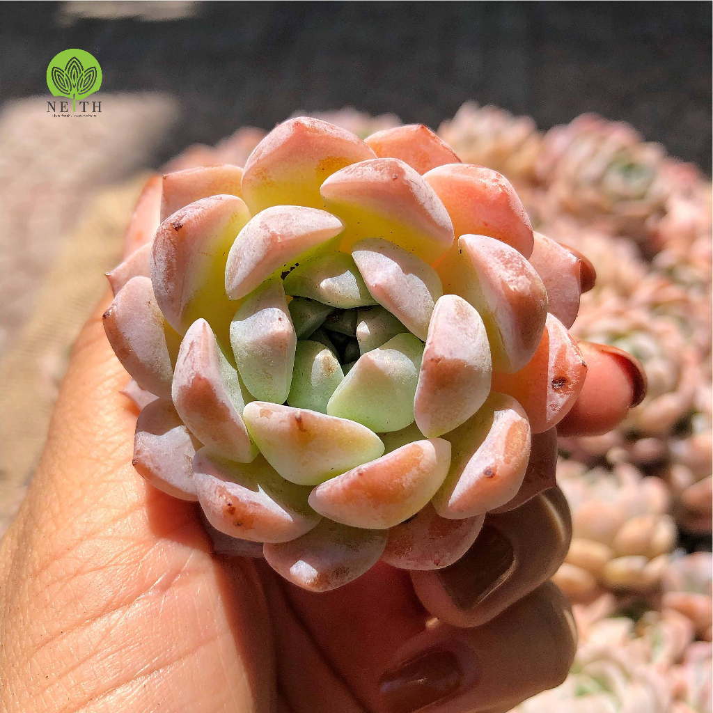 Sen đá Monroe mới