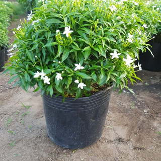 Cây mai chiếu thuỷ - cây mai vạn phúc đường kính 40cm cực sai hoa thích hợp trang trí tiểu cảnh