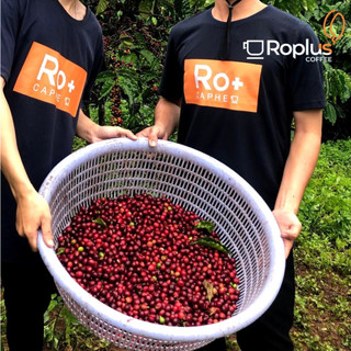 Cà phê Robusta phin giấy Roplus Coffee 10túi x 20g