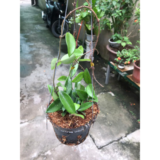 giò hoa lan cẩm cù trắng size trung