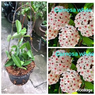 Giò hoa lan cẩm cù trắng size trung