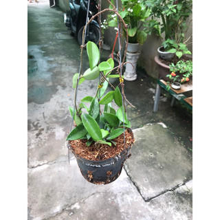 giò hoa lan cẩm cù trắng size trung