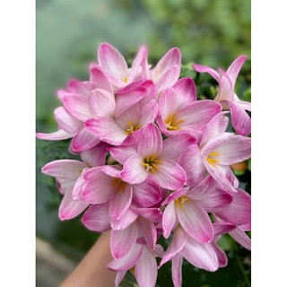 Củ huệ mưa ngoại A03 hoa hồng