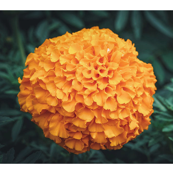 Hạt giống hoa vạn thọ - gói 0,5 gam