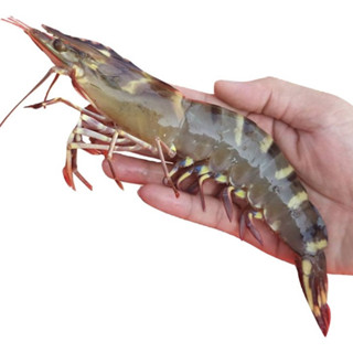 Tôm sú tự nhiên đông lạnh HDC khay 300g