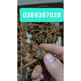 củ ngải đen Thái lan,100g
