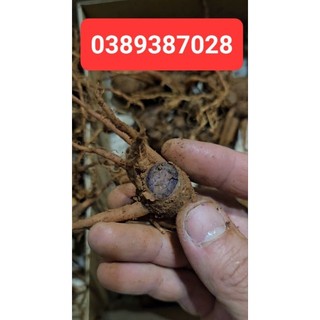 củ ngải đen Thái lan,100g