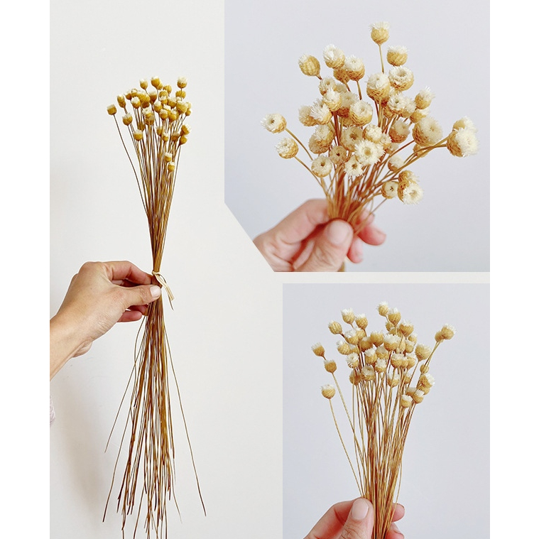 Hoa khô mini - Hoa Hạnh Phúc trang trí decor nhà cửa, phụ kiện chụp ảnh, quà tặng handmade