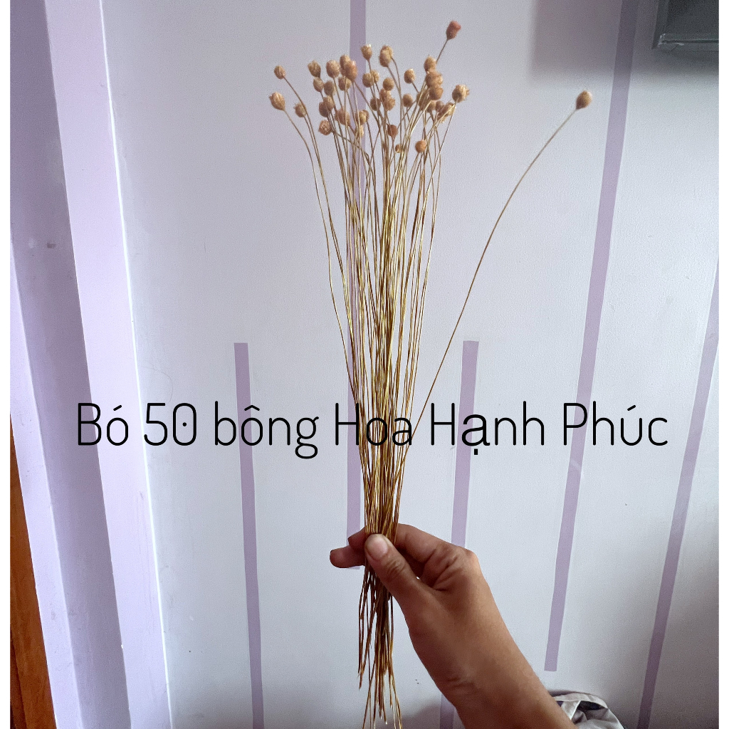 Hoa khô mini - Hoa Hạnh Phúc trang trí decor nhà cửa, phụ kiện chụp ảnh, quà tặng handmade