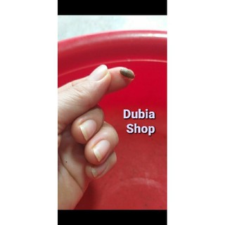 150 CON DUBIA SIZE SIÊU BABY (0,4-0,7cm)