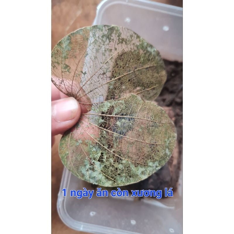 10 Lá móng bò thức ăn Isopods