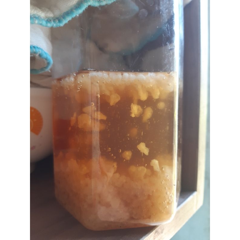 Nấm nước kefir,phần 20gr