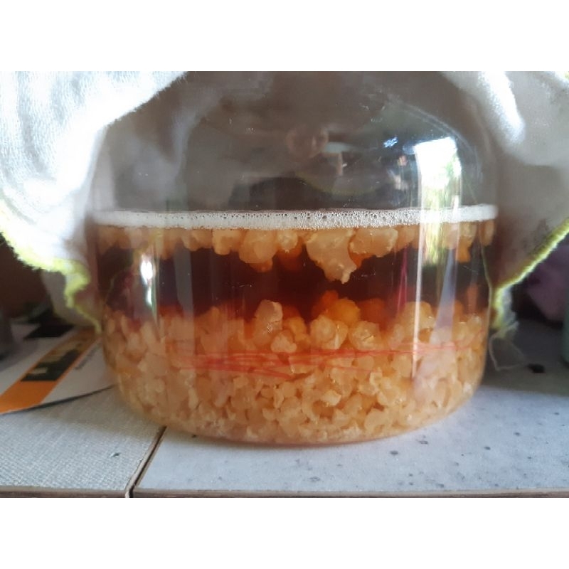 Nấm nước kefir,phần 20gr