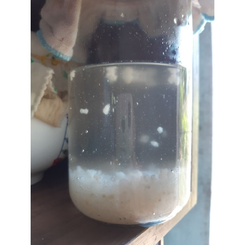 Nấm nước kefir,phần 20gr