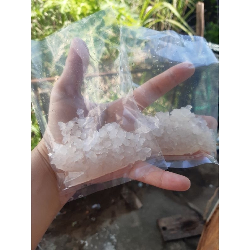 Nấm nước kefir,phần 20gr