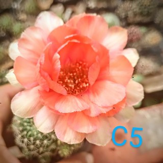 Xương rồng Lobi C5 siêng hoa, hoa y hình