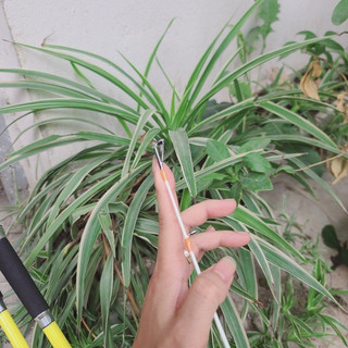 Cần câu cacbon 2 khúc Cotella Maris (đa năng - Siêu Trâu Bò)