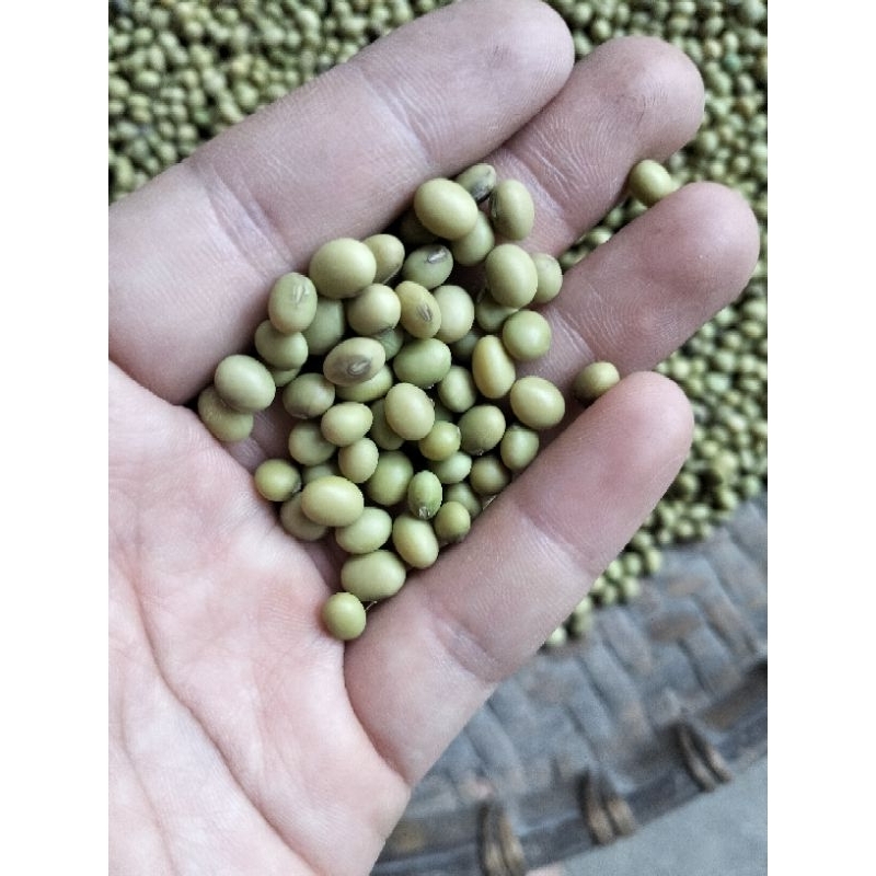 ĐẬU NÀNH XANH Hữu cơ