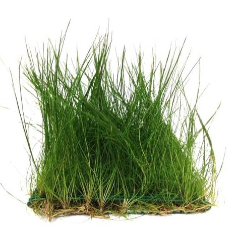 Cây Ngưu Mao Chiên Lùn/Cao - Cây Thuỷ Sinh Bò Nền
